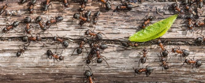 Colony of red wood ants fighting over a green leaf