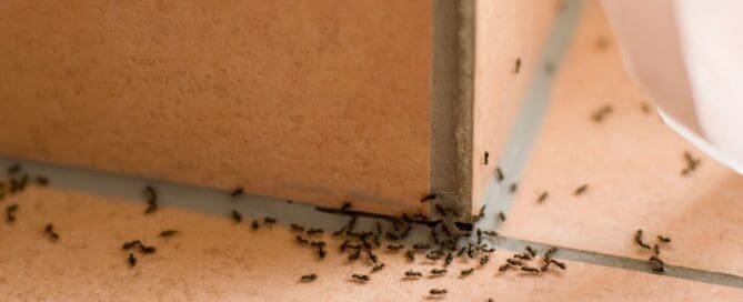 Pile of ants on floor