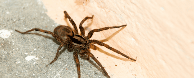 Spider in house