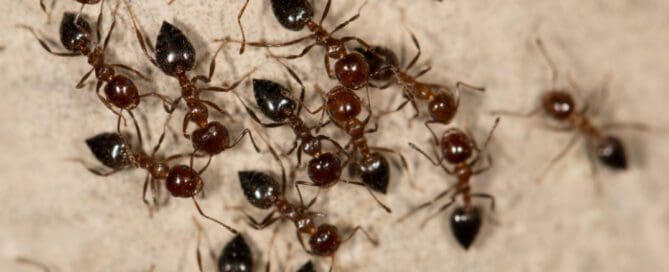colony of carpenter ants crawling across a tan surface