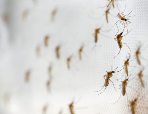 5 Ways to Keep Mosquitoes Away this Summer