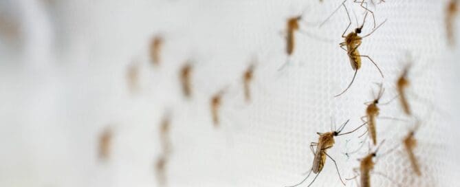 Close up of mosquitos hanging on mosquito net