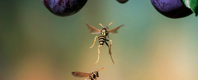 Wasps flying towards a small purple fruit