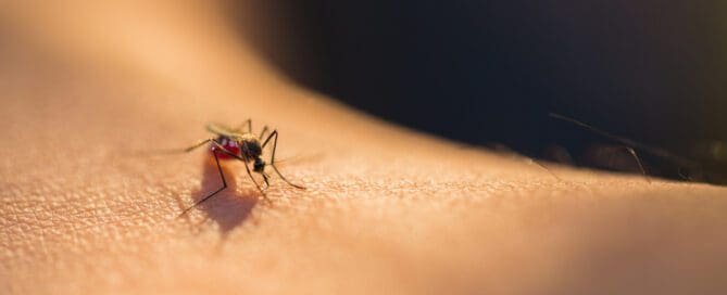 A mosquito that has landed on a persons skin