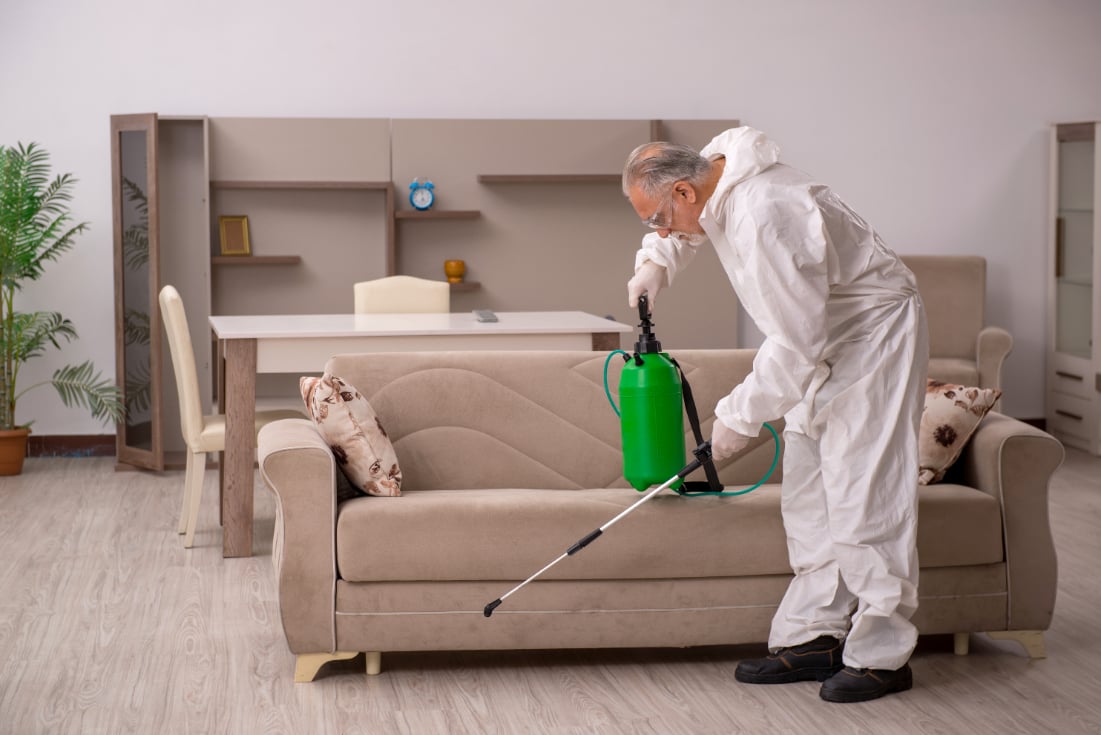 A pest control specialist dealing with an ant infestation in a home