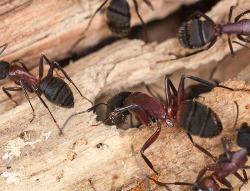 Pavement Ants vs Carpenter Ants