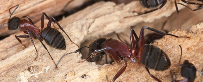 Carpenter ants, Camponotus herculeanus.