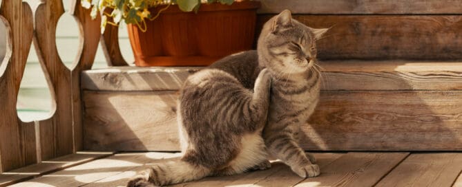 Flea cat itching its neck with paw on porch in outdoors