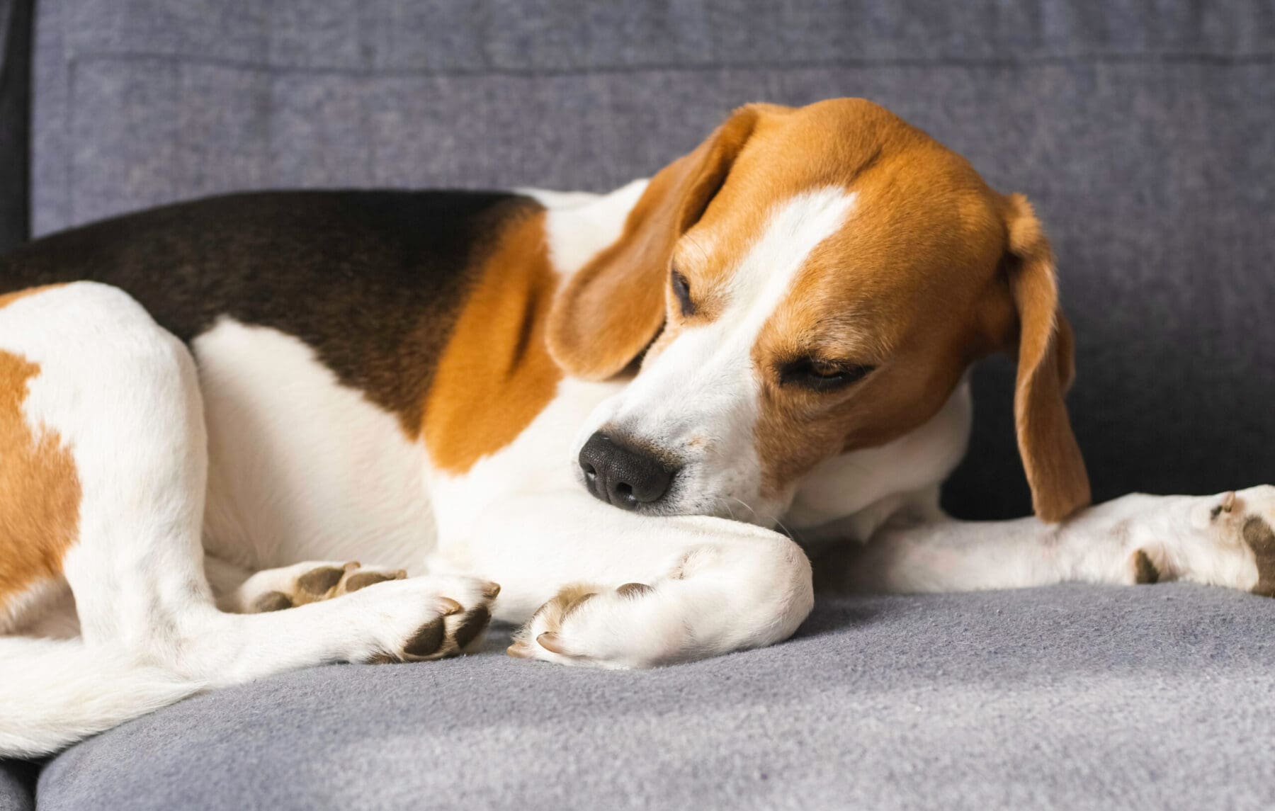 Beagle dog on couch biting his itchy leg