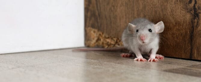 Grey rat near wooden wall on floor. Pest control