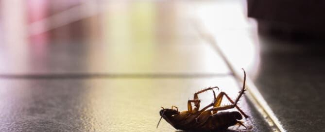 A cockroach turned up on its back, dead in a kitchen