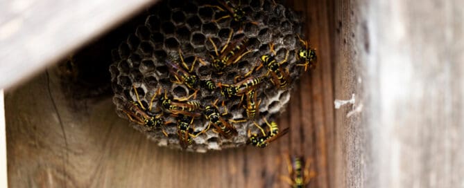 An image of a small wasps nest under the eaves of a house