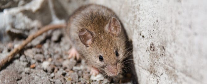 Brown mouse in corner with concrete debris