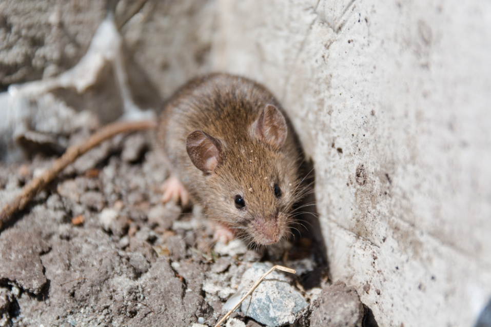 Brown mouse in corner with concrete debris