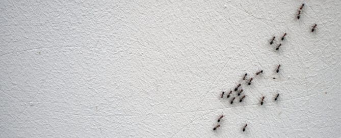 Trail of ants on wall