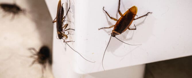 Cockroaches on legs of couch.