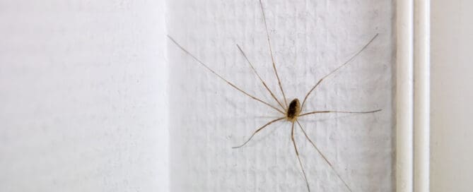 Small spider on wall