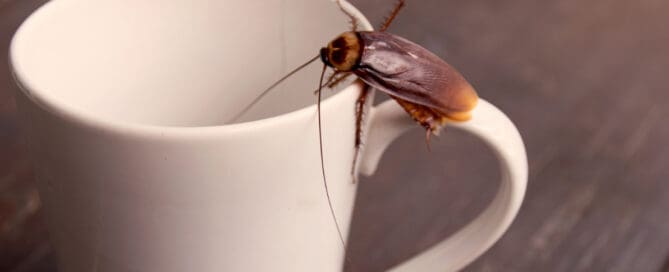 Cockroach on mug