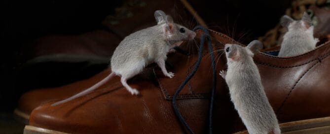 Two mice crawling on brown man shoe