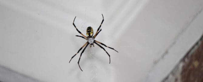 Spider hanging from ceiling corner.