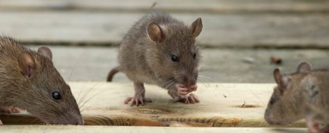 Three mice smelling wooden floor