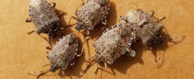 Close-up of five stink bugs on a yellow flat surface.