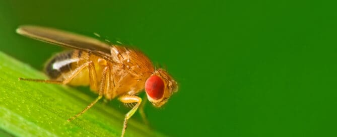 Close-up of fruit fly on leave.