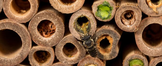 Close up of bee on bamboo