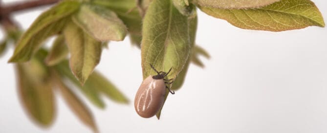 Tick full of blood on leave.