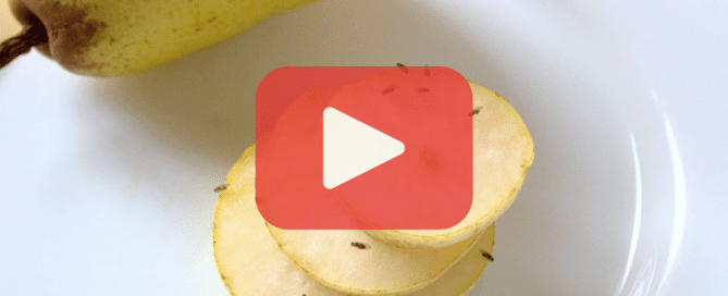 Fruit flies on pear slices on plate