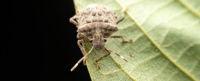 Close up of stink bug on leave.