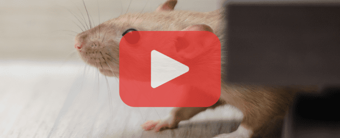 Mouse peaking from under table.
