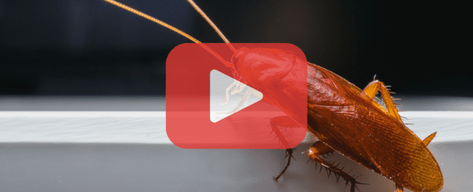 Close up of a cockroach on the steps of a house,