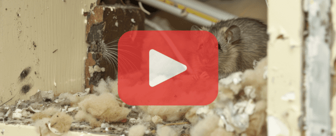 Close up of mouse with shreeded pieces of cotton.