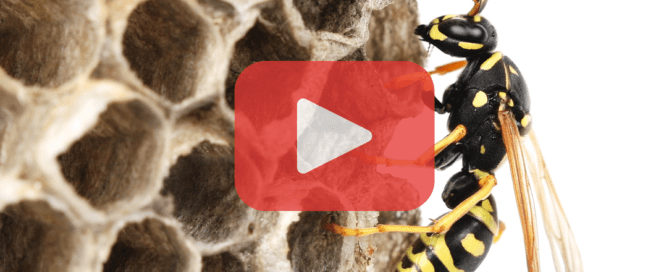 Close up of wasp on nest.y