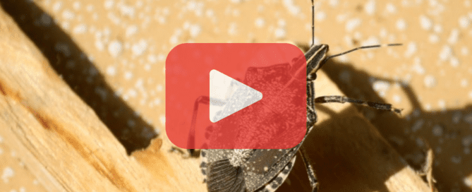 Close up of stink bug with light brown background.