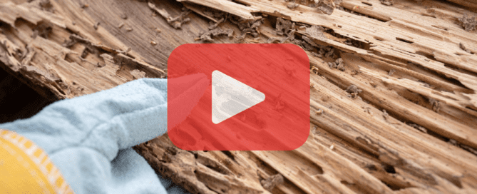 Person wearing gloves while touchinf a piece of wood with termites.