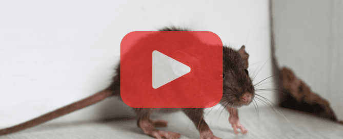 Mouse on corner of house, inside.