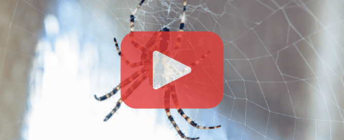 Close up of spider on web.