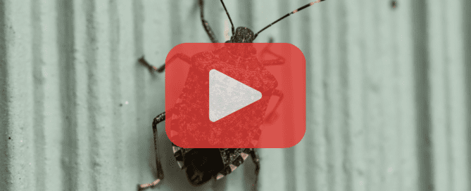 Stink bug walking on green wall.