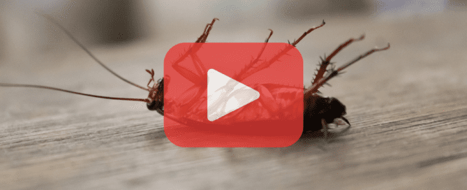 Dead cockroach on wooden floor.