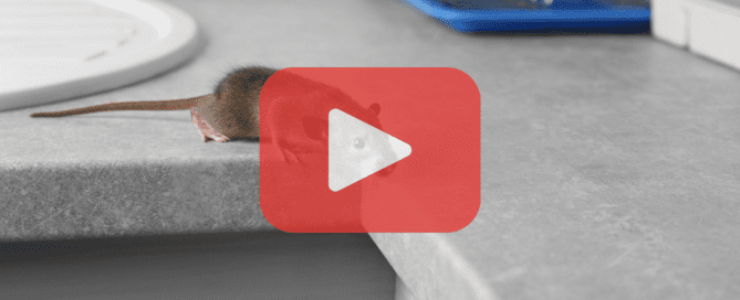 A small brown mouse peeking over a kitchen counter near a dish rack, with a play button overlay and Prevent Pest Control branding in the corner.