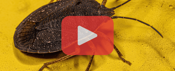 Close-up of a brown stink bug resting on a textured yellow surface, with a play button overlay indicating a video.