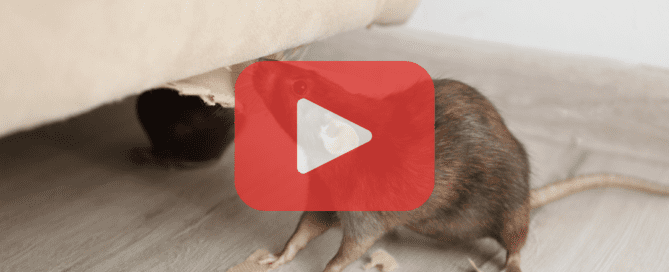 Rat on living room sniffing on couch.