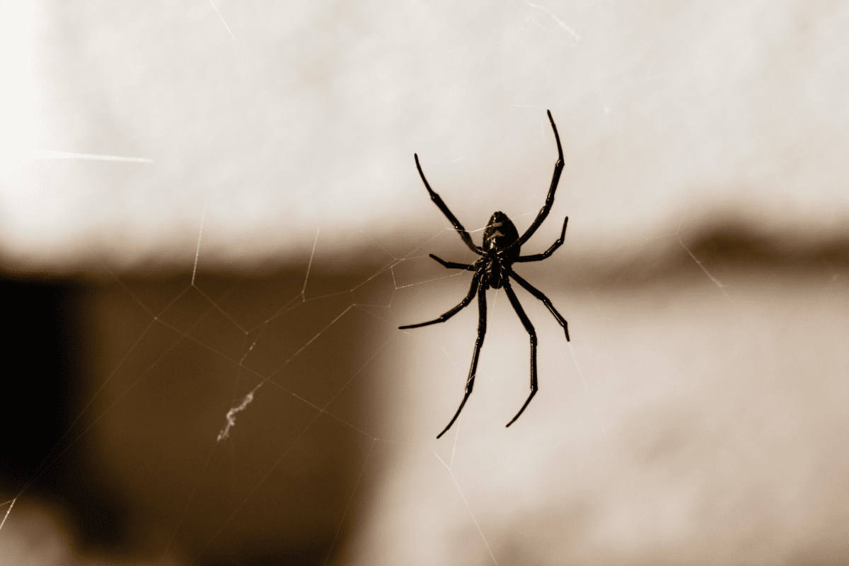 Spider Insect Move Winter Spiders: Why They’re Moving Indoors | Prevent Pest