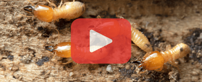 Close up of four termites.