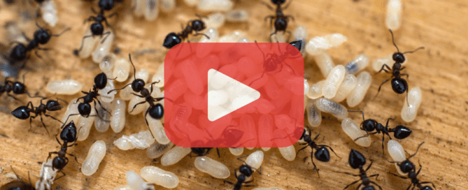 A close-up image showing black ants gathered around their white larvae and eggs on a wooden surface. The image has a red play button overlay and Prevent Pest Control logo at the bottom, indicating a video about pest control.
