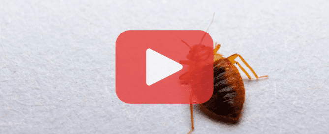 A close-up of a bed bug on a light-colored surface with a translucent red play button icon overlay. The Prevent Pest Control logo is displayed in the bottom left corner, featuring a figure holding a pest control device and the tagline "Preventing pests from ruining your day."