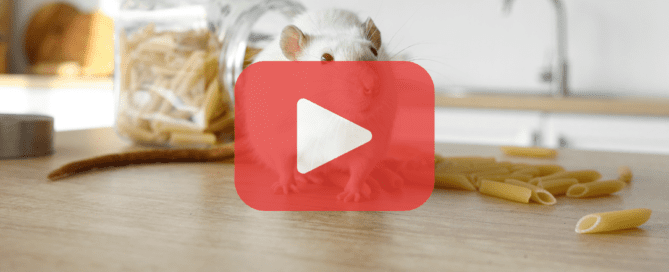 A white mouse on a kitchen counter surrounded by scattered penne pasta, with a glass jar tipped over in the background. The image features a red play button overlay and a 'Prevent Pest Control' logo