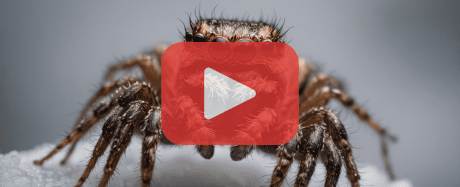 Close-up view of a spider with detailed hairs and multiple eyes, overlaid with a red play button icon, representing a video about spider control by Prevent Pest Control.